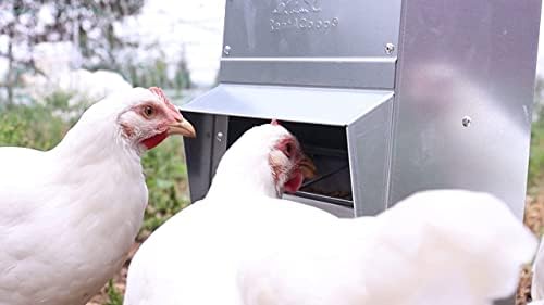 RentACoop Metal Trough Feeder with Lid - Outdoor Use, Rainproof - Suitable for Chicken, Bantams, Poultry, Pheasants, and Turkey - 10lb Capacity
