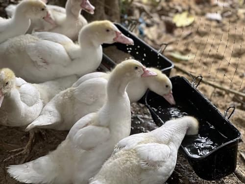 3 Pack Duck Chicken Poultry Hanging Fence Feeder | 8 Quarts in Total | Black|A Free Feed Scoop Included