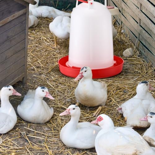 Pickmesh 2 Pcs 2 Gallon Plastic Poultry Drinker Poultry Waterer Automatic Chicken Water Feeder Fed Water Container Jar for Duck Baby Chicks Rabbit Turkeys Outdoor Farm
