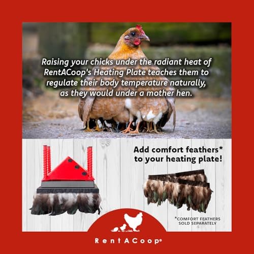 RentACoop 10x10 Inch Adjustable Heating Plate with Bonus Foldable Anti-Roost Cone for up to 15 Chicks | Small Chick Brooder Heat Plate – Energy-Efficient and Safer Than Heat Lamps