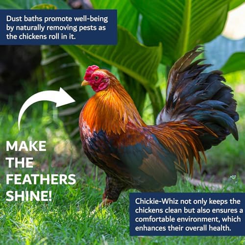 5.5lb Chickie Whiz Dust Bath, Natural Dust Bath for Chickens for Healthier Chicken Eggs, Poultry Care for Other Small Pet Animal for Chicken Coop, Hen House & Farms by Billy Buckskin Co.