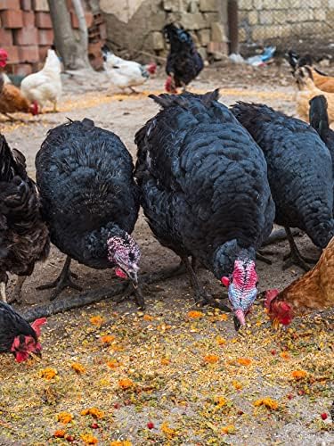 14 Oz Chicken Nesting Herbs - Natural Nesting Box Feed Herbs in 6 Dried Flower & Herbs for Freshening Bedding Chicken Coop Create Comfortable Environment