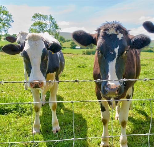 Farm Fence 4ft x 164ft Heavy Zinc Coating Cattle Fence Galvanized Field Fencing Sheep Fence Goat Fence,Hog Wire Fencing for Yard Livestock Animals Protection