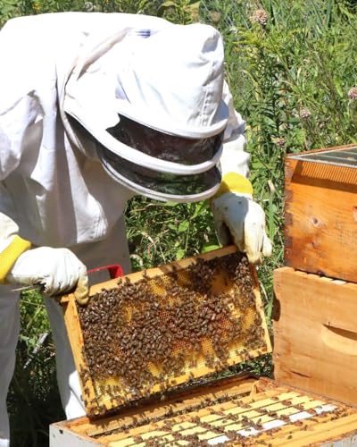 vensovo 10 Pack Bee Frames Deep - Bee Hive Frames and Wax Foundations Black Beehive Frams