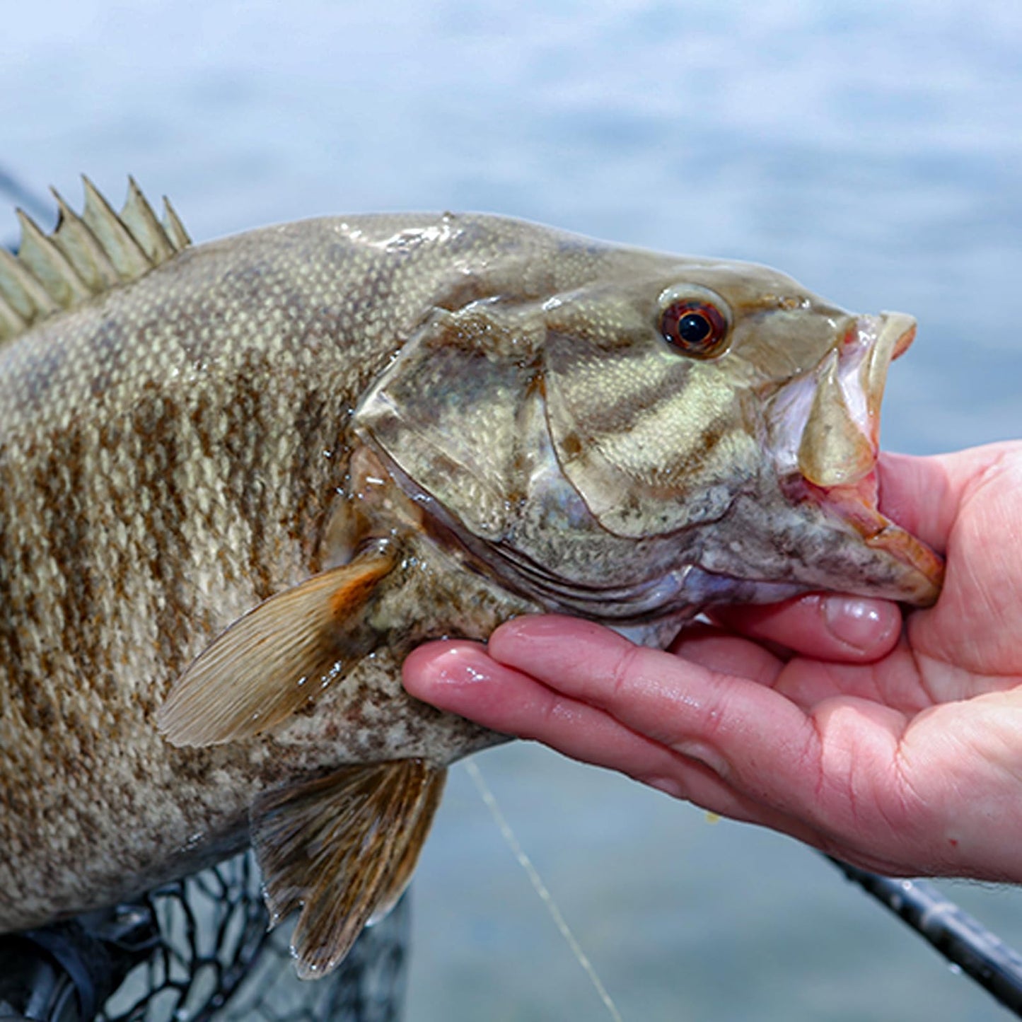 SF Pre-Tied Loop Heavy Butt Fly Fishing Bass Tapered Leader High Knot Strength Clear Nylon for Bass/Large Flies 3 Packs 9FT 8lb