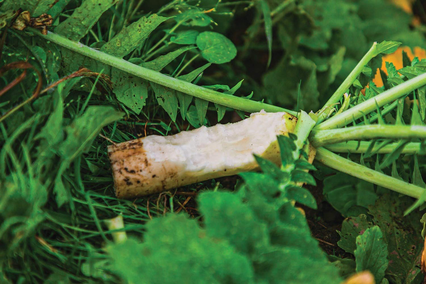 Whitetail Institute Ravish Radish Deer Food Plot Seed, High Production Annual Forage Radish Seed Varieties to Attract and Hold Deer Throughout Fall and Winter, 2.5 lbs (.25 Acre)
