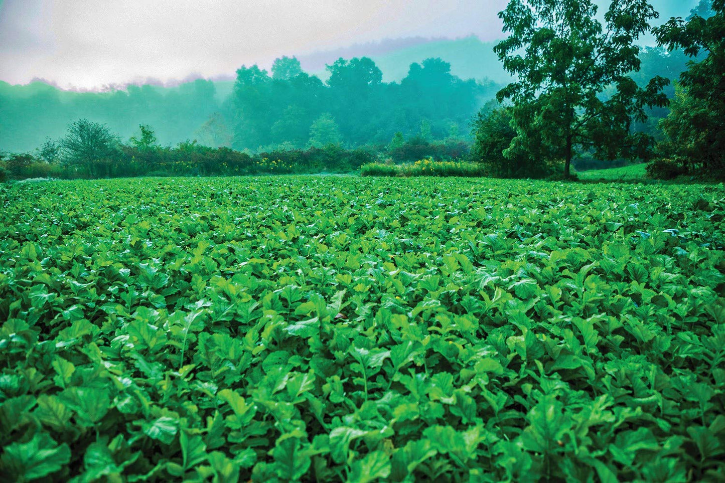 Whitetail Institute Ravish Radish Deer Food Plot Seed, High Production Annual Forage Radish Seed Varieties to Attract and Hold Deer Throughout Fall and Winter, 2.5 lbs (.25 Acre)