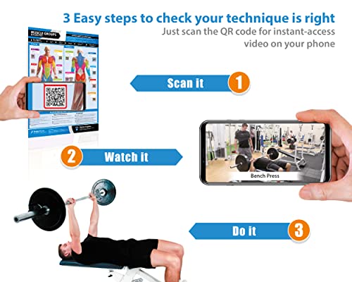 Muscle Groups & Exercise Gym Poster - LARGE 24" X 16.5" - Laminated - Gym & Home Fitness Wall Chart - Includes Video Training Support by Posterfit