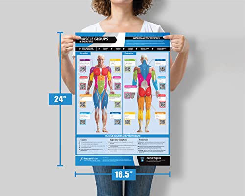Muscle Groups & Exercise Gym Poster - LARGE 24" X 16.5" - Laminated - Gym & Home Fitness Wall Chart - Includes Video Training Support by Posterfit