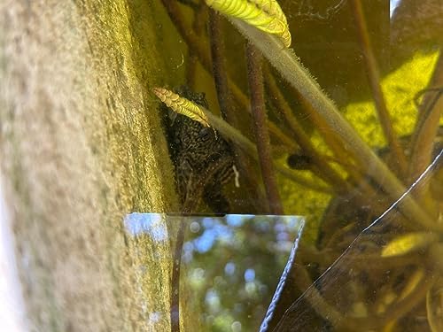 Barley Straw for Fish Ponds and Fountain (16 Oz). Treats up to 3000 to 5000 Gallons, 100% Safe & Natural Pond Cleaner. Keeps Your Water Garden Clean & Fresh. Made in USA