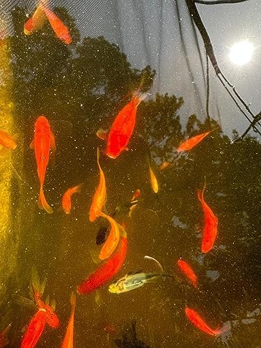 Barley Straw for Fish Ponds and Fountain (16 Oz). Treats up to 3000 to 5000 Gallons, 100% Safe & Natural Pond Cleaner. Keeps Your Water Garden Clean & Fresh. Made in USA