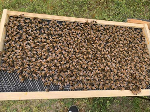 Beehive Waxed Coated Foundation Sheet Beehive Foundation Sheets Waxed Foundation Sheet Plastic Portable Honeycomb Sheet Nest Foundation Sheet Beehive Equipment Fit Deep Frame Black 10 Sheets