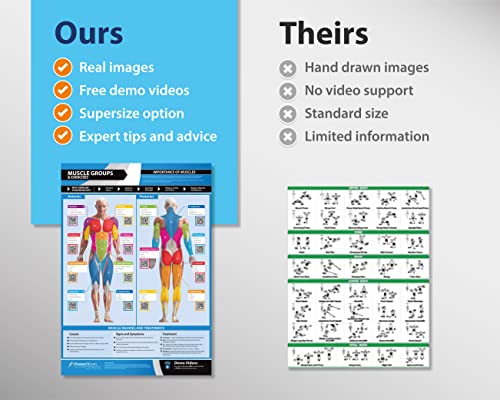 Muscle Groups & Exercise Gym Poster - LARGE 24" X 16.5" - Laminated - Gym & Home Fitness Wall Chart - Includes Video Training Support by Posterfit