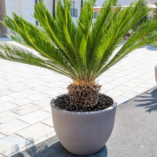 GASPRO 15lb Black River Rocks for Landscaping Outdoor, Polished Black Pebbles for Planters - 1 to 2 Inch, Large Decorative Stones for Garden Decor