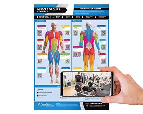 Muscle Groups & Exercise Gym Poster - LARGE 24" X 16.5" - Laminated - Gym & Home Fitness Wall Chart - Includes Video Training Support by Posterfit