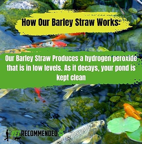 Barley Straw for Fish Ponds and Fountain (16 Oz). Treats up to 3000 to 5000 Gallons, 100% Safe & Natural Pond Cleaner. Keeps Your Water Garden Clean & Fresh. Made in USA