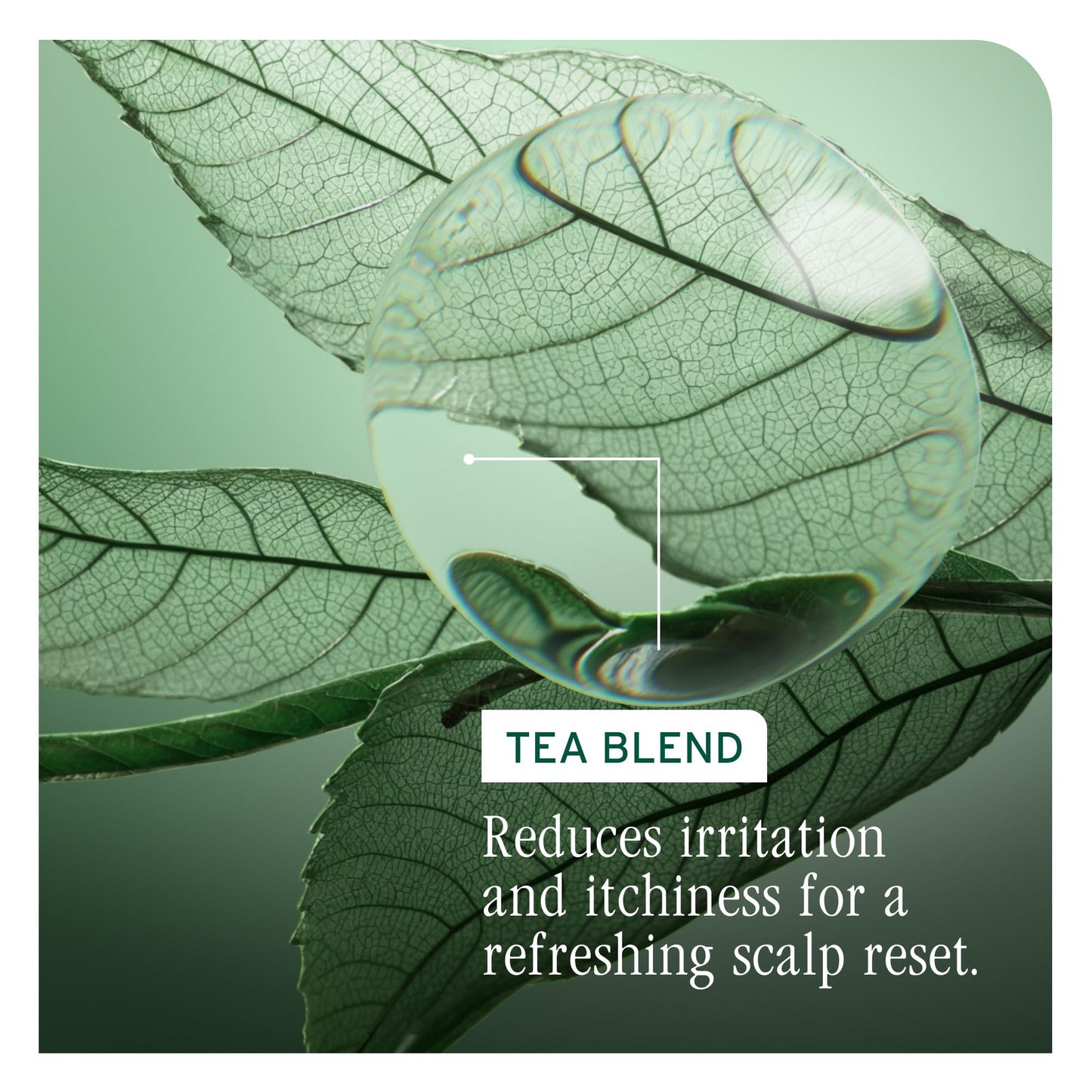 Biolage Scalp Sync Anti-Dandruff Shampoo 13.5 Fl. Oz - Targets Dandruff Control, Paraben Free, Vegan, Salon Shampoo, Controls The Appearance of Flakes & Relieves Scalp Irritation