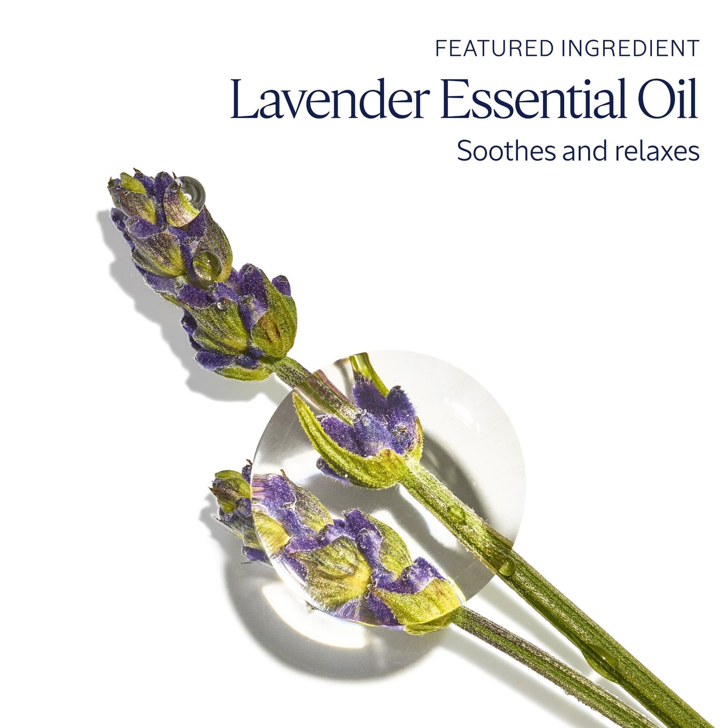 L'Occitane Lavender Hand Cream 2.60 oz